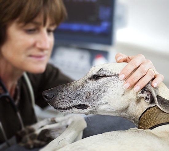 Tierärztin Dr. Anetta Steger, Diplomate für Innere Medizin