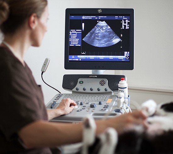 Tierärztin Dr. Karolin Schöllhorn bei der Ultraschalluntersuchung einer Katze in der Nähe von Salzburg